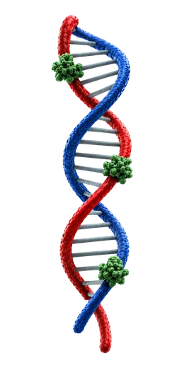DNA helix visual