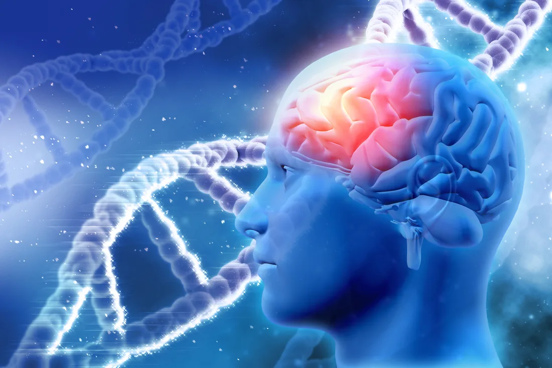 Brain visual